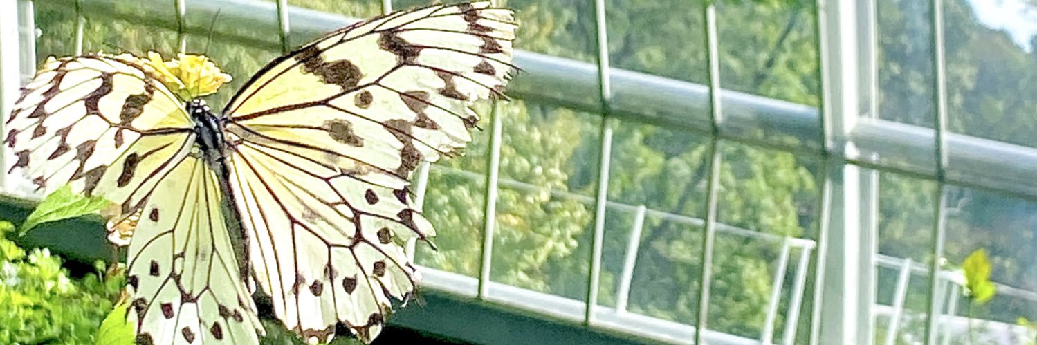 Aura Sphere/Mild banner