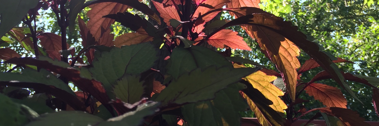 bush_janny's profile banner image