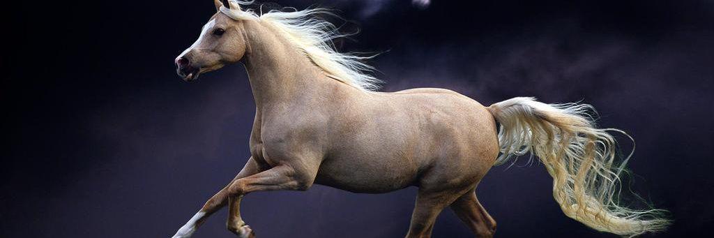 سليمان العتيق banner