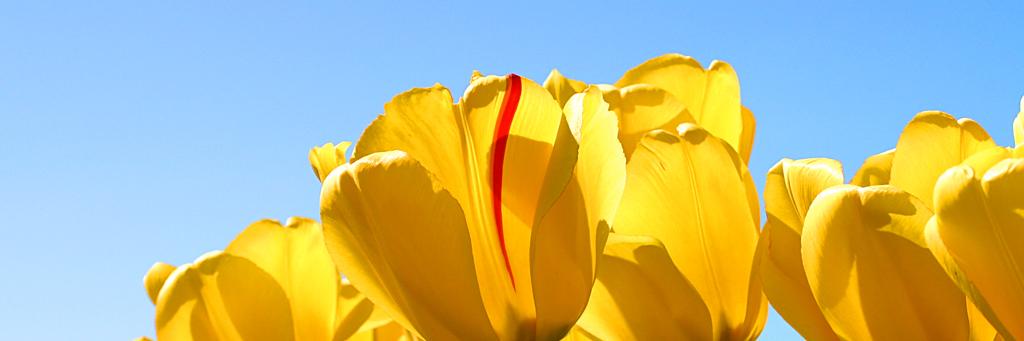 Giorgia Perra banner