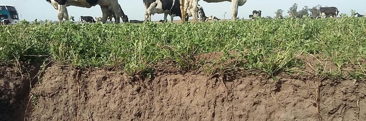 Gonzalo Berhongaray banner