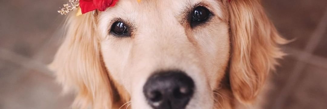 buddydog1 banner