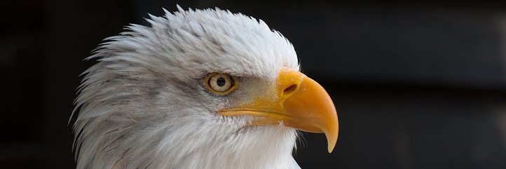 den_dooger's profile banner image