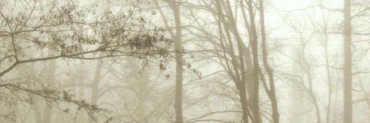 Ivy ☾ banner
