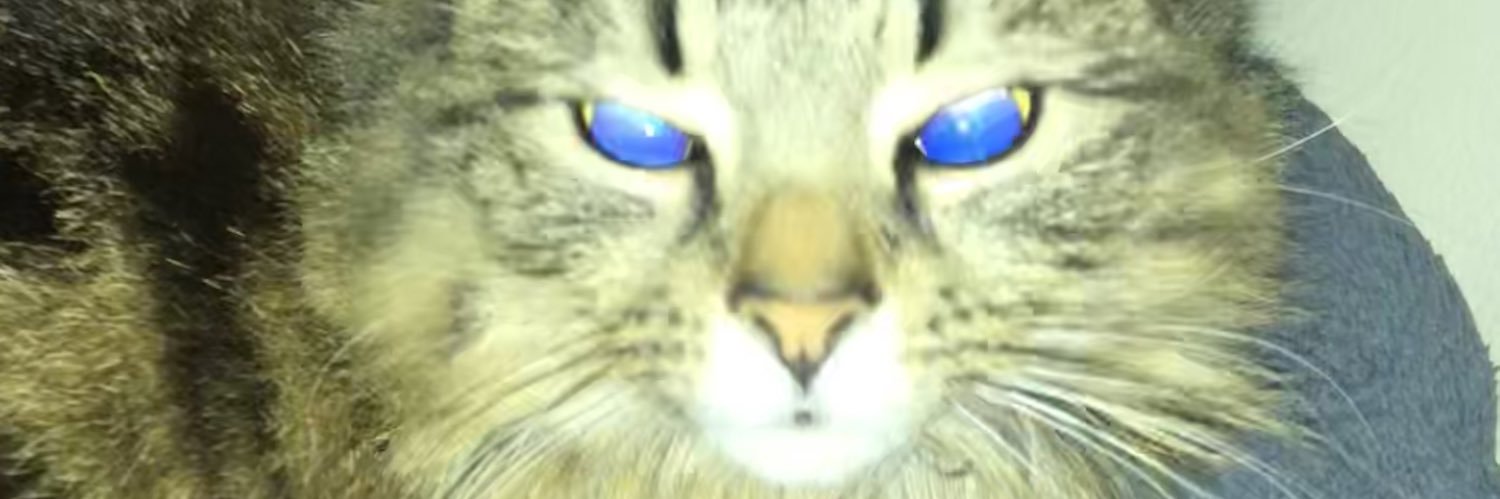 ‘The’ Stableford Duke banner