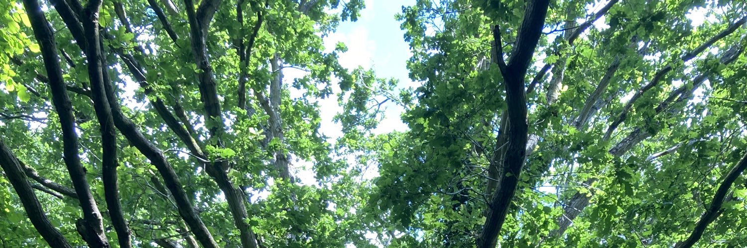 Helen Angell banner