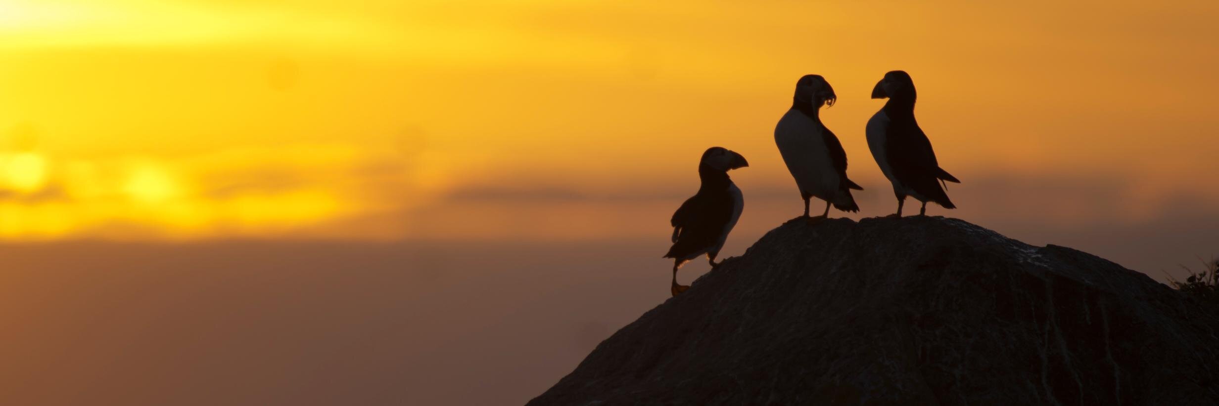 Visit Sutherland banner