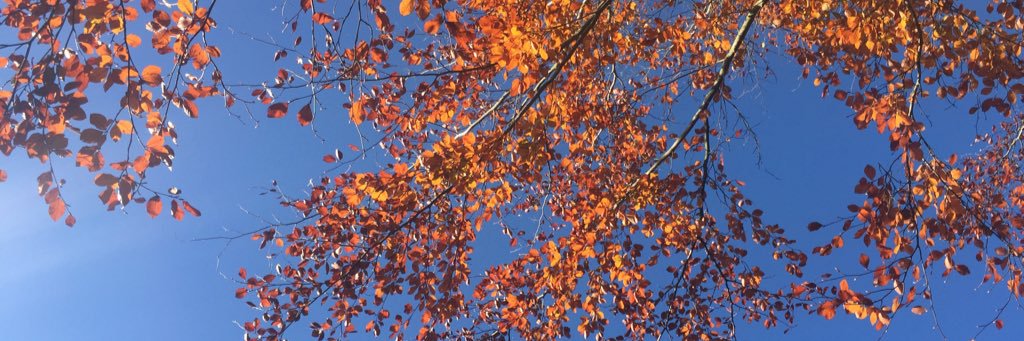Fiona Dean 🕷💚 banner