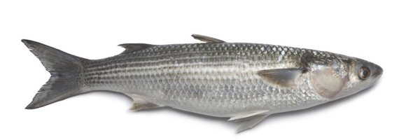 BionicMullet Profile Banner