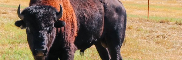 CindyCSheffield Profile Banner