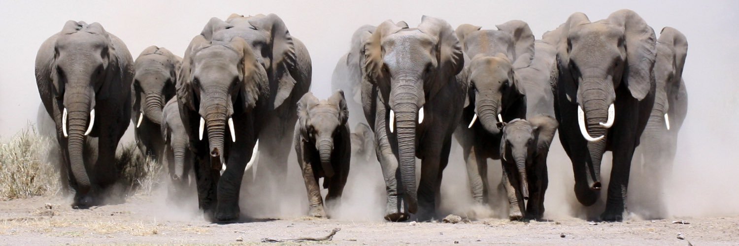 SimplyElephants's profile banner image