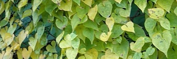 ritsu_1_1444 Profile Banner
