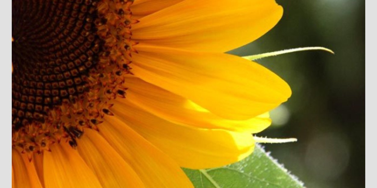 Plondee19's profile banner image