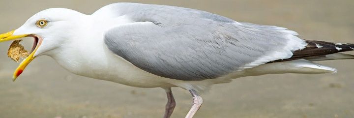 GangSeagull's profile banner image