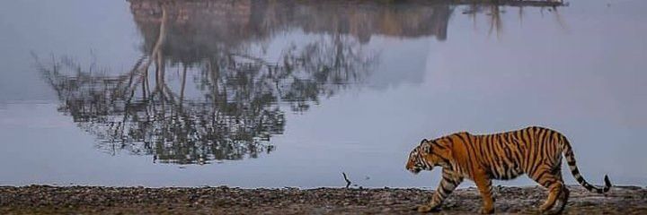 Ranthambore Tiger Reserve 🐅 banner
