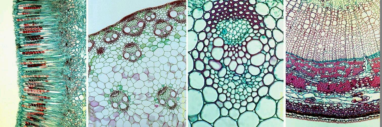 BiotecUchile's profile banner image