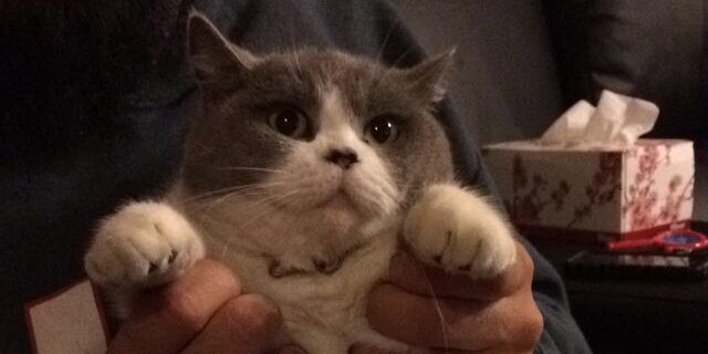 MeekCheeks's profile banner image