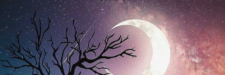 Zysanee banner
