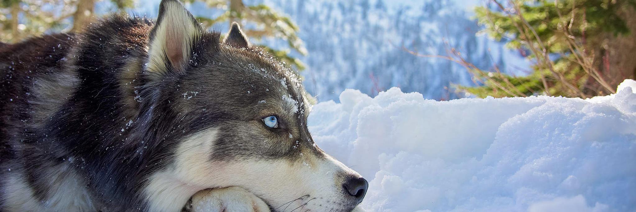 neeklause's profile banner image