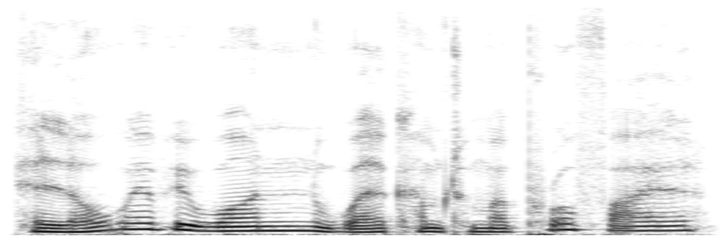 Miguel Angrick banner