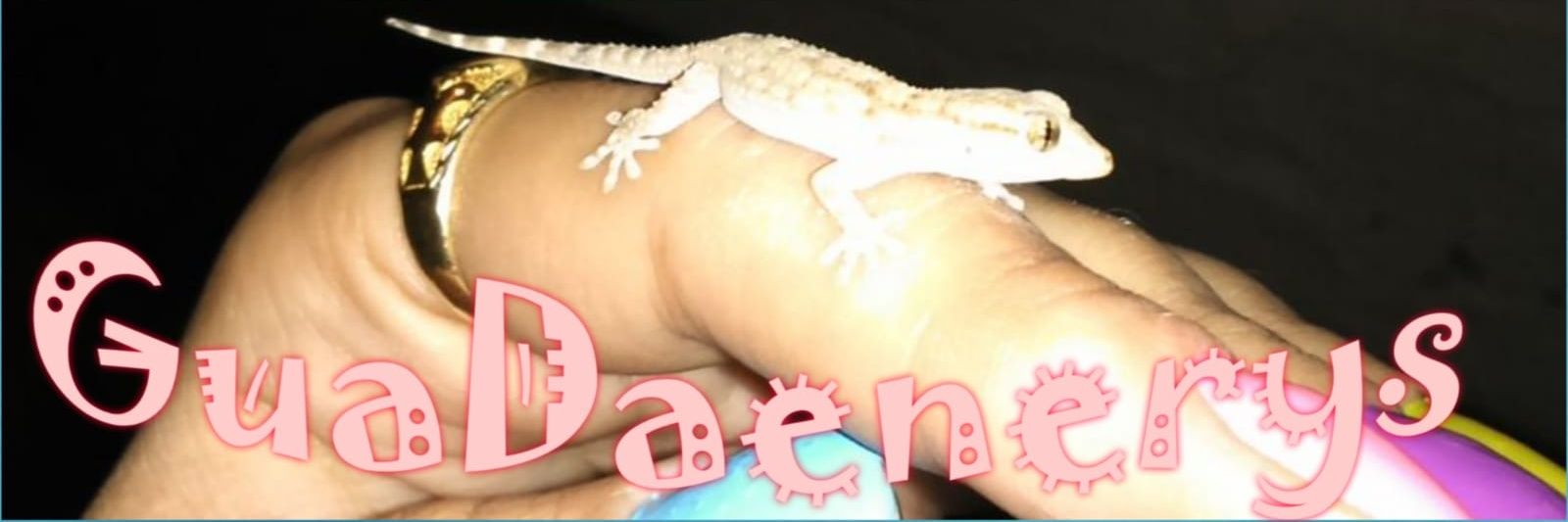 GuaDaenerys's profile banner image