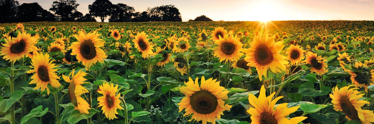 Country Living UK's banner