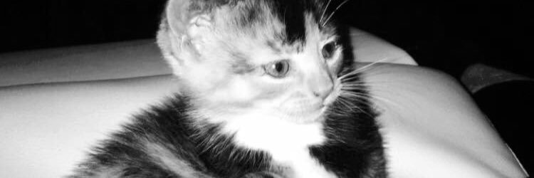 _dulcejuarez_'s profile banner image