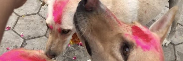 dogitization Profile Banner