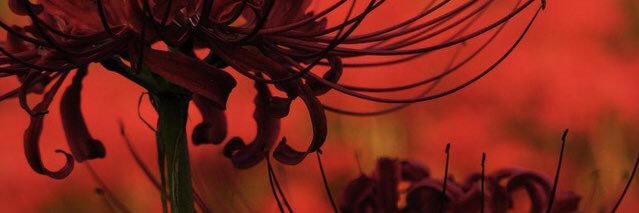 Rose banner