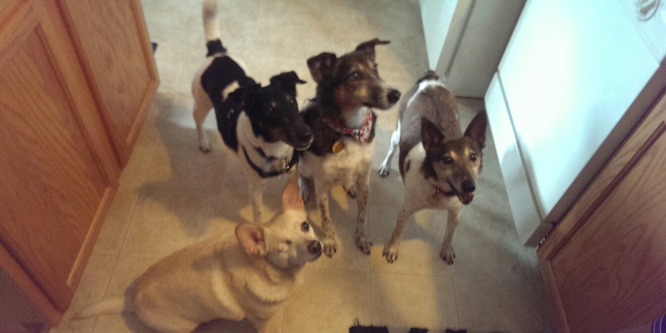4paws2paws's profile banner image