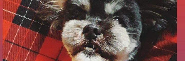 Smallpinktear's profile banner image