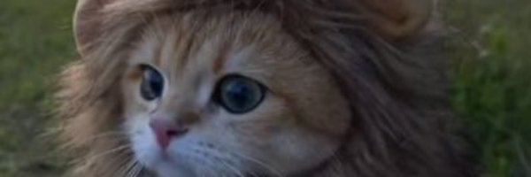 turtlefnr Profile Banner