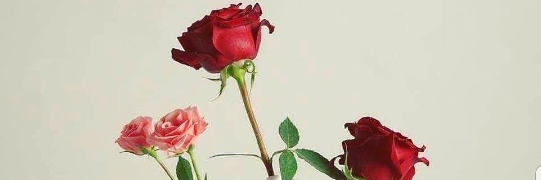 Flor do Lácio🌹🦉 banner