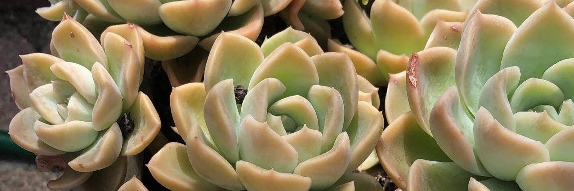 maripadovanc's profile banner image