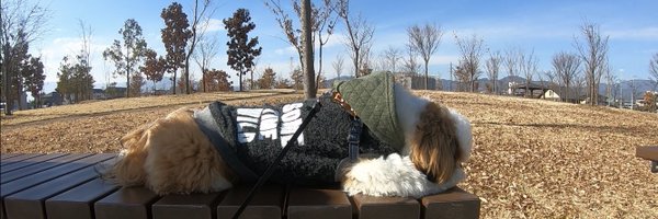 raito_shihtzu Profile Banner