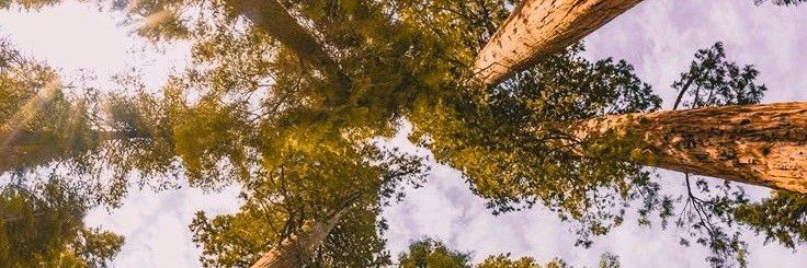 joseitogf's profile banner image