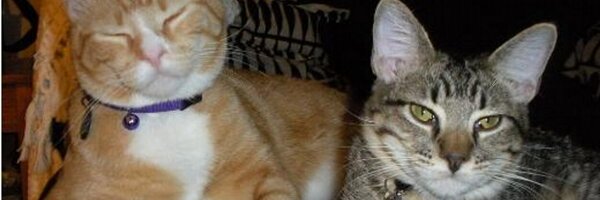 Happy Cat Profile Banner