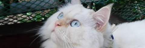dianacanom's profile banner image