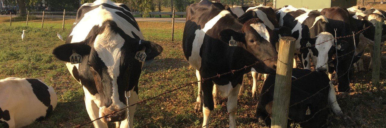 The Miami Laker banner