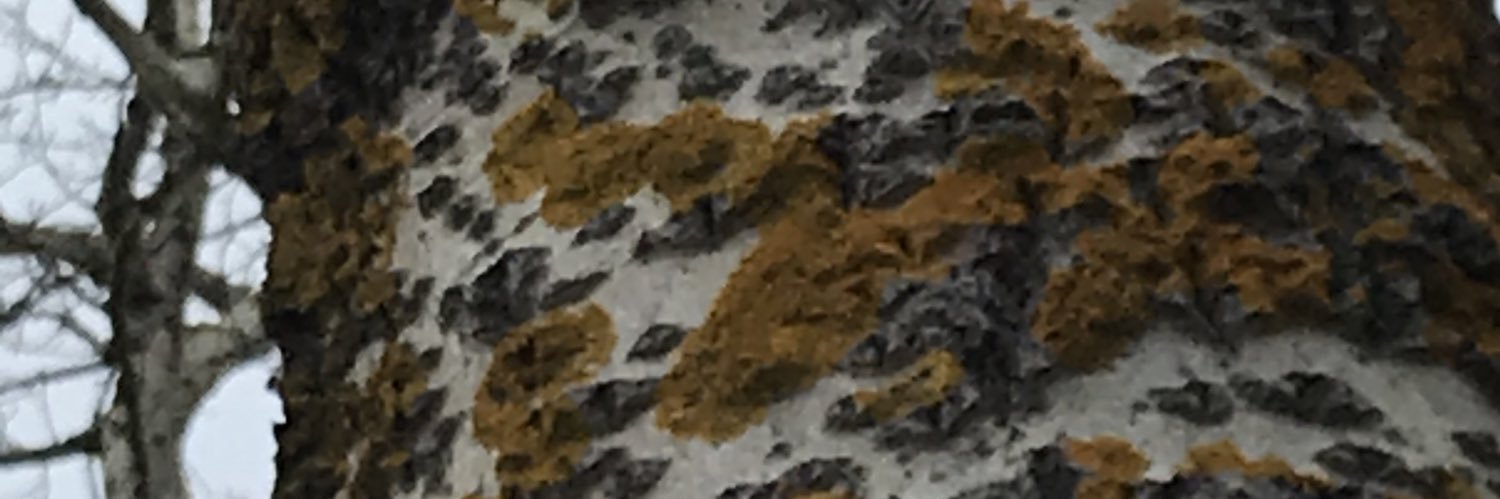 szpatterson's profile banner image