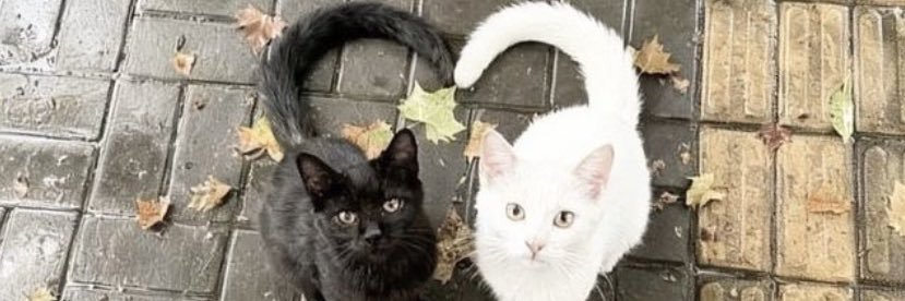 sillycatgirl banner