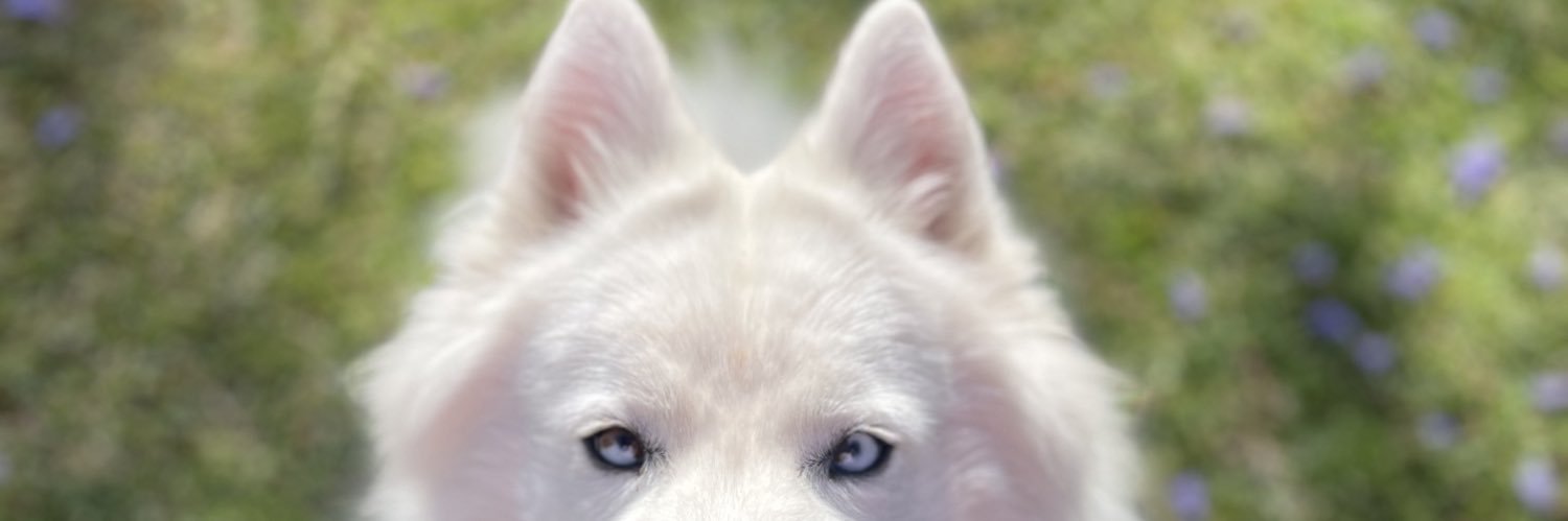 SalmaMwd's profile banner image