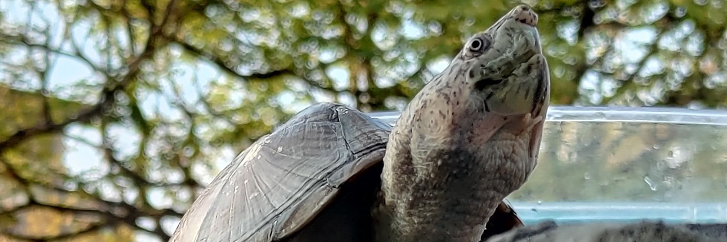 TurtleBoiii banner