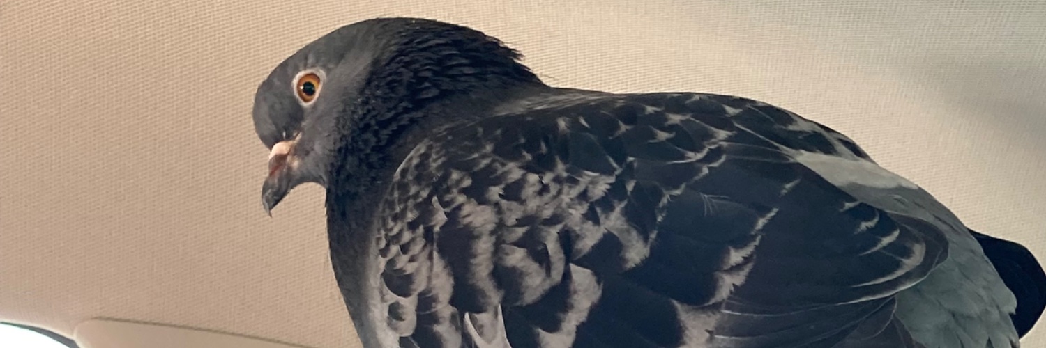 MonochromeAgent.bsky.social🏳️‍🌈 banner