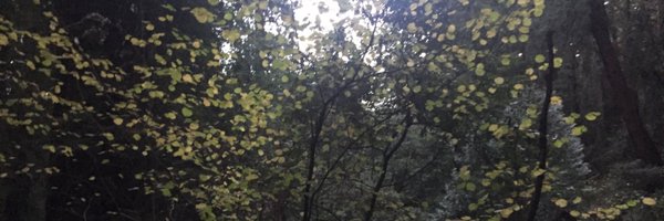 yelenart Profile Banner