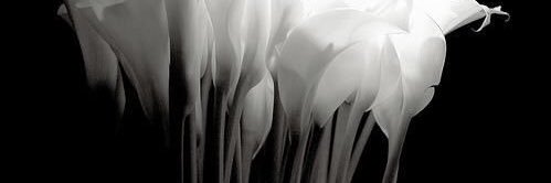 Nouf banner