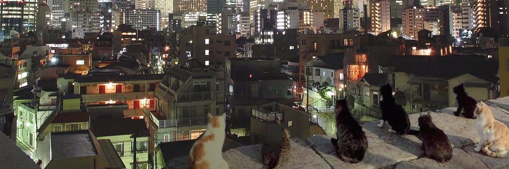 max000carn's profile banner image
