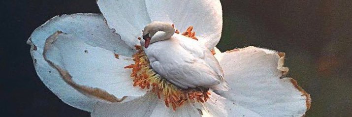 cisne_cis's profile banner image