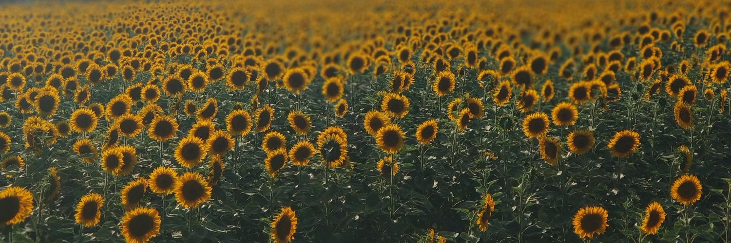EKaranfill's profile banner image