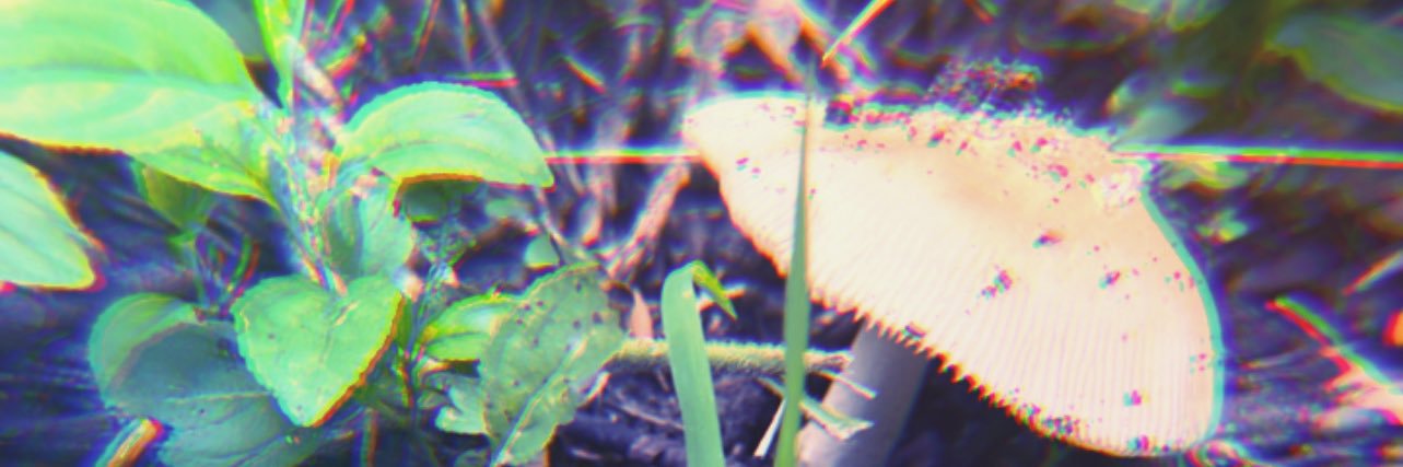 C e l i n e banner